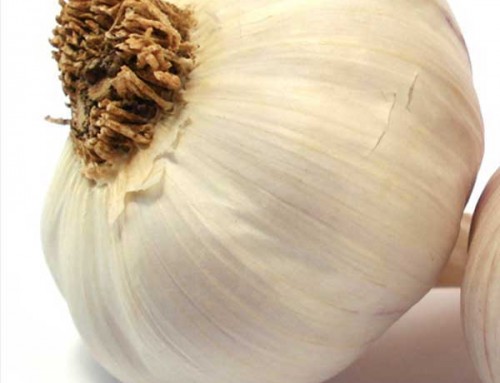 Fresh Garlic Olive Oil